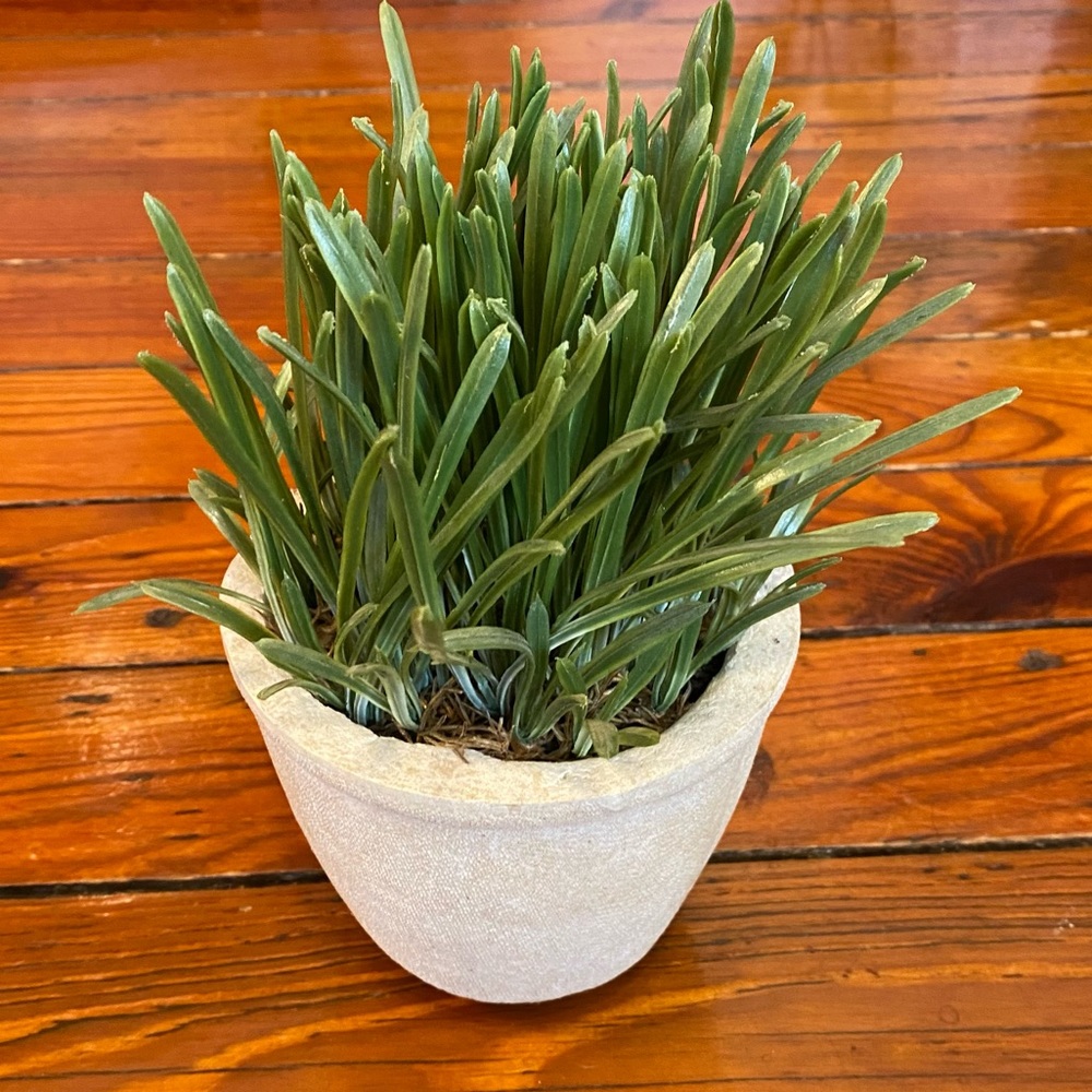 Realistic Fake Plant Green Grass Plant Mini Potted Artificial Plant in Pot